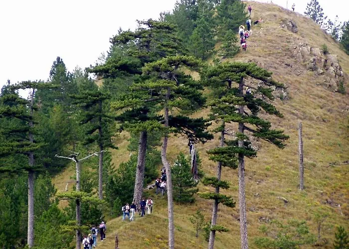 Daire Vikendice Menzil Zavidovici